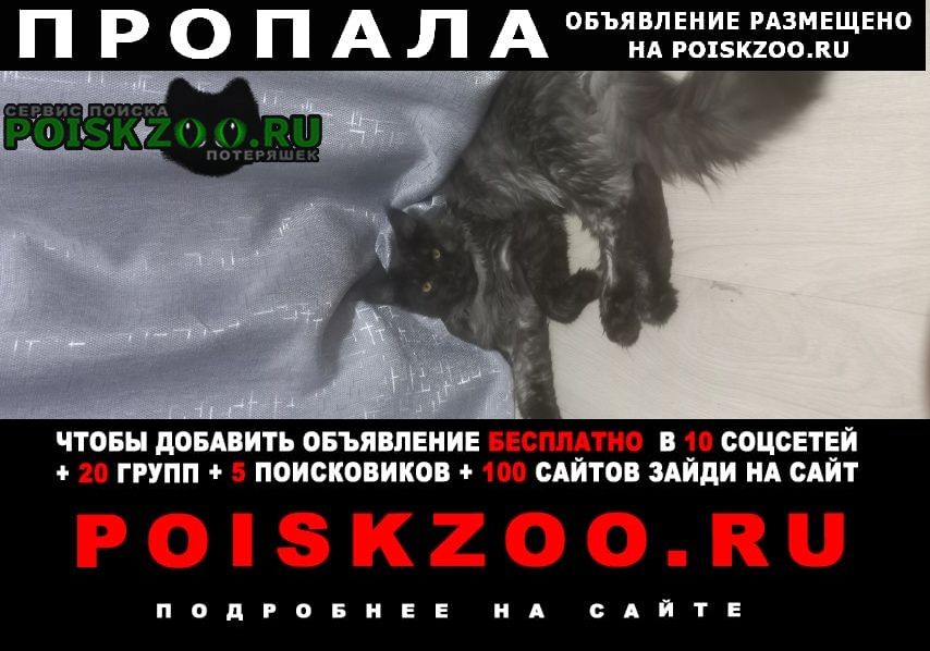 Пропала кошка Ставрополь