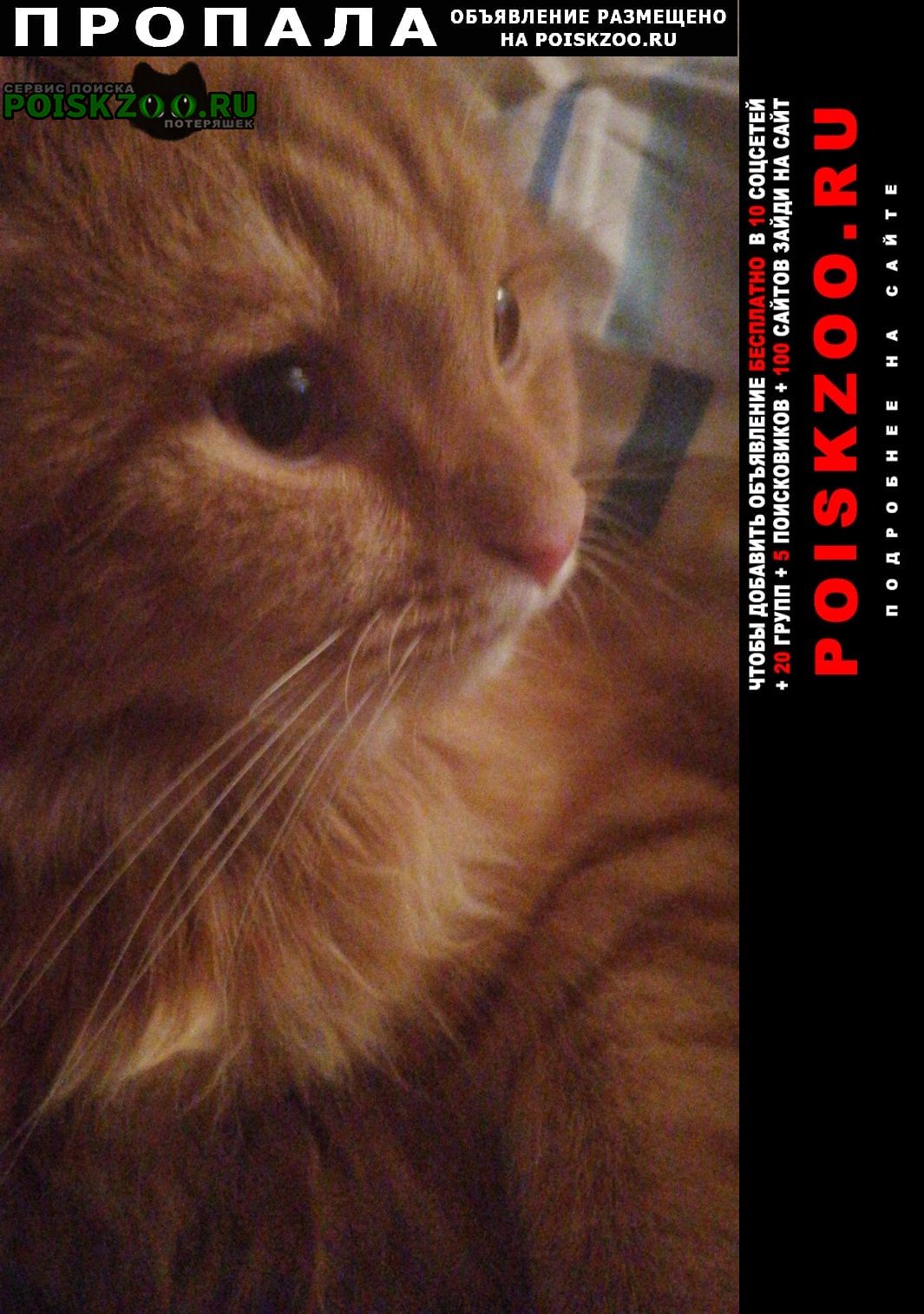 Сызрань Пропал кот рыжий кот персик.