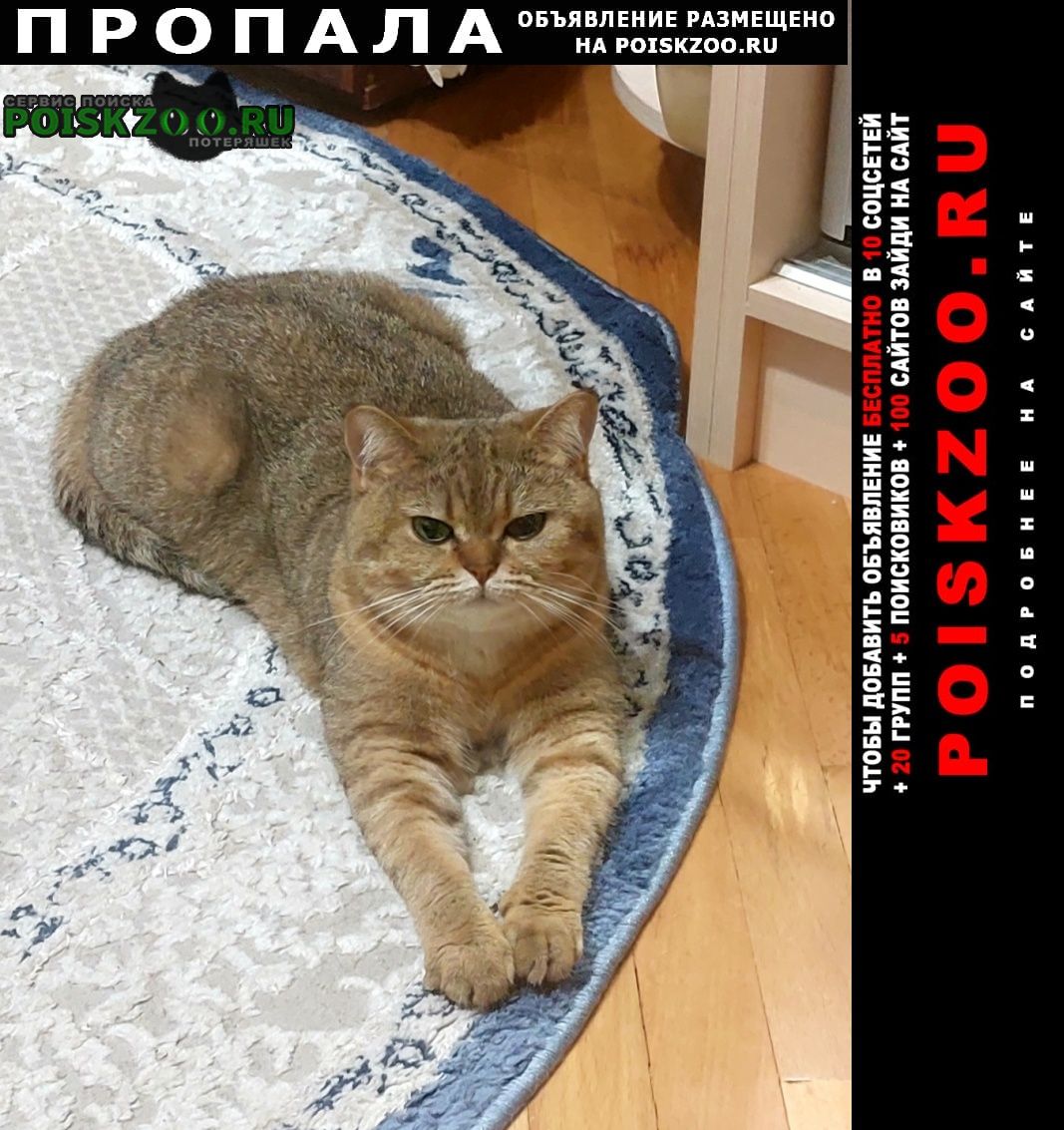 Москва Пропала кошка срочно