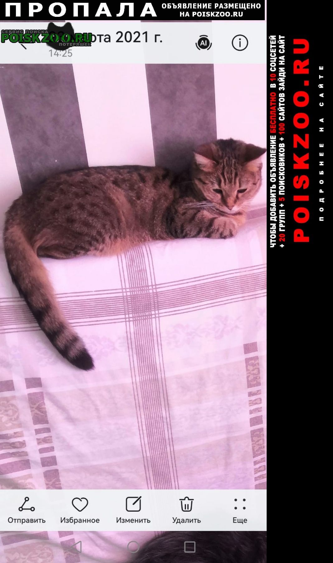 Пропала кошка 417 дом Стрежевой