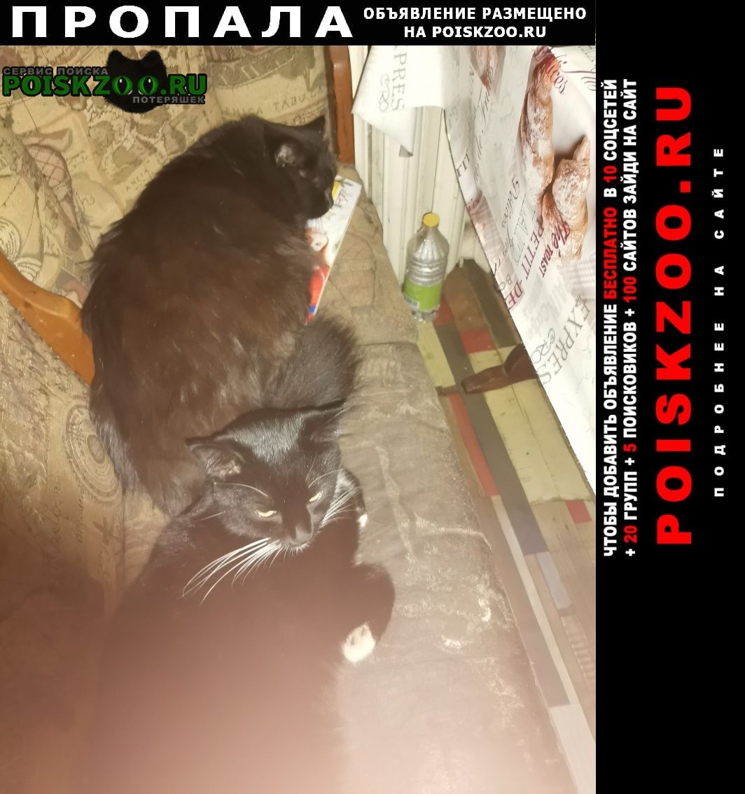 Калуга Пропала кошка в районе стоматологии на улице московско