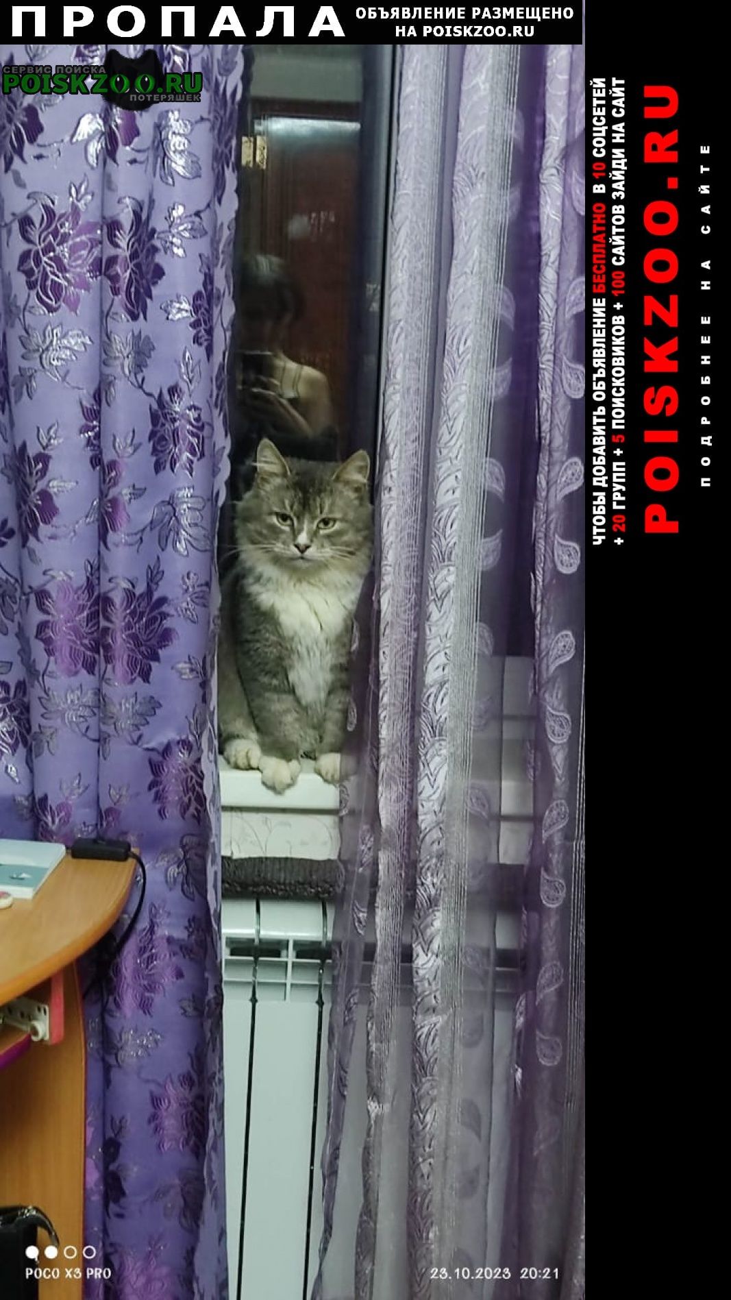 Калуга Пропал кот