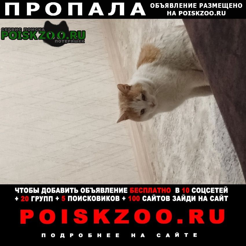Пропал кот по имени мурзей Минусинск
