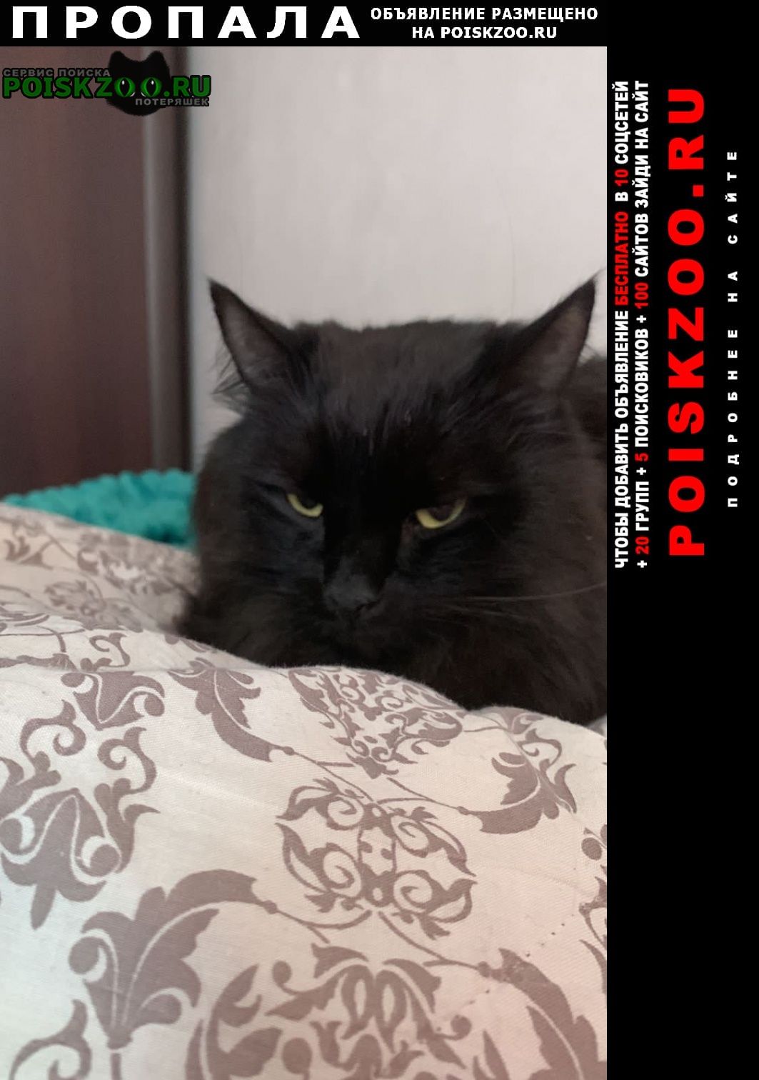 Пропал кот черный кот тоффи 3 года Красногорск