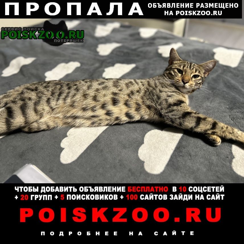 Протвино (Московская обл.) Пропала кошка