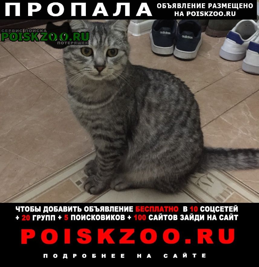 Пропала кошка Симферополь