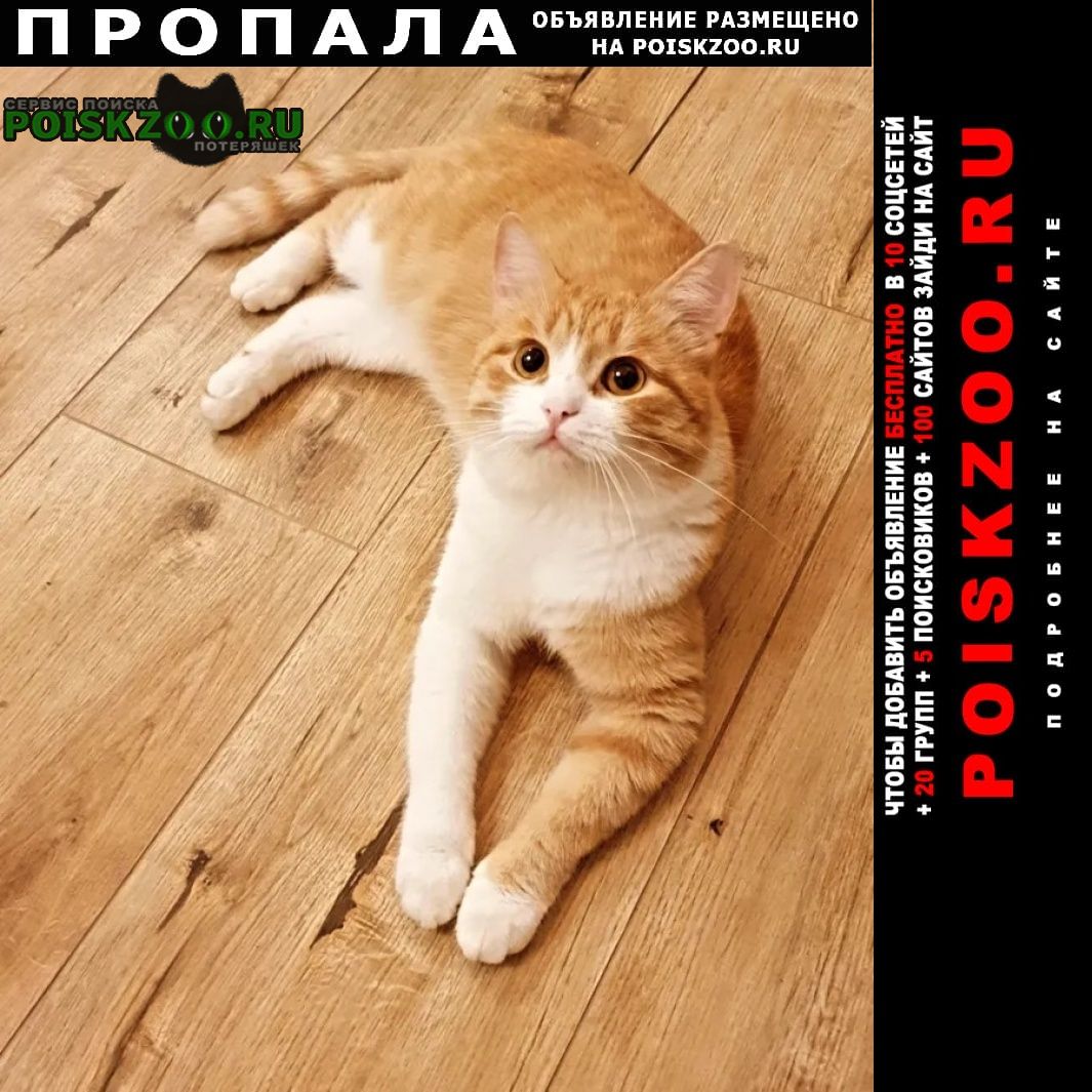 Пропал кот рыжий кот Волгоград