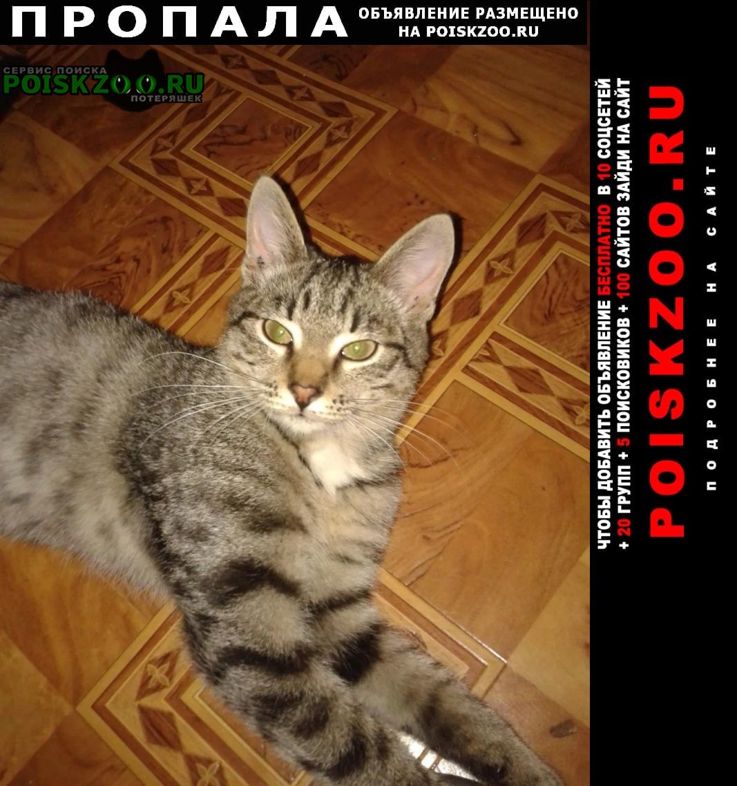 Челябинск Пропала кошка