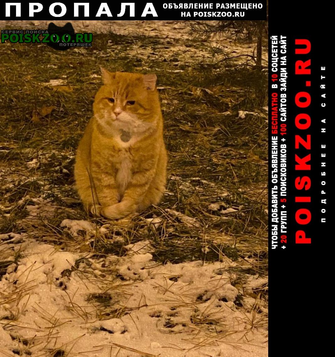 Щелково Пропал кот рыжий кот