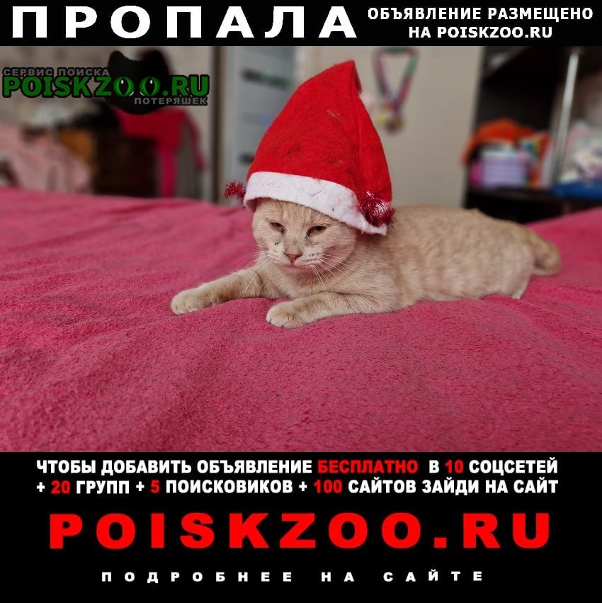 Пропал кот рыжий кот Славянск-на-Кубани