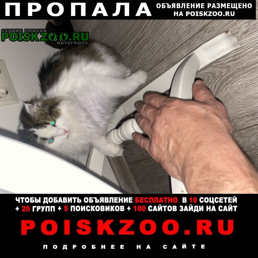 Новороссийск Пропала кошка