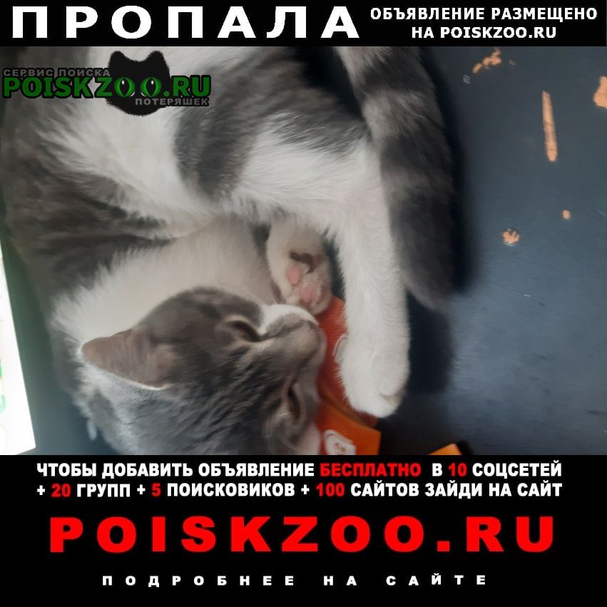 Иркутск Пропала кошка