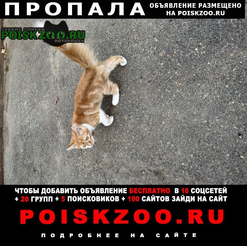 Пропал котик 7 месяцев Михайловск Ставропольский край