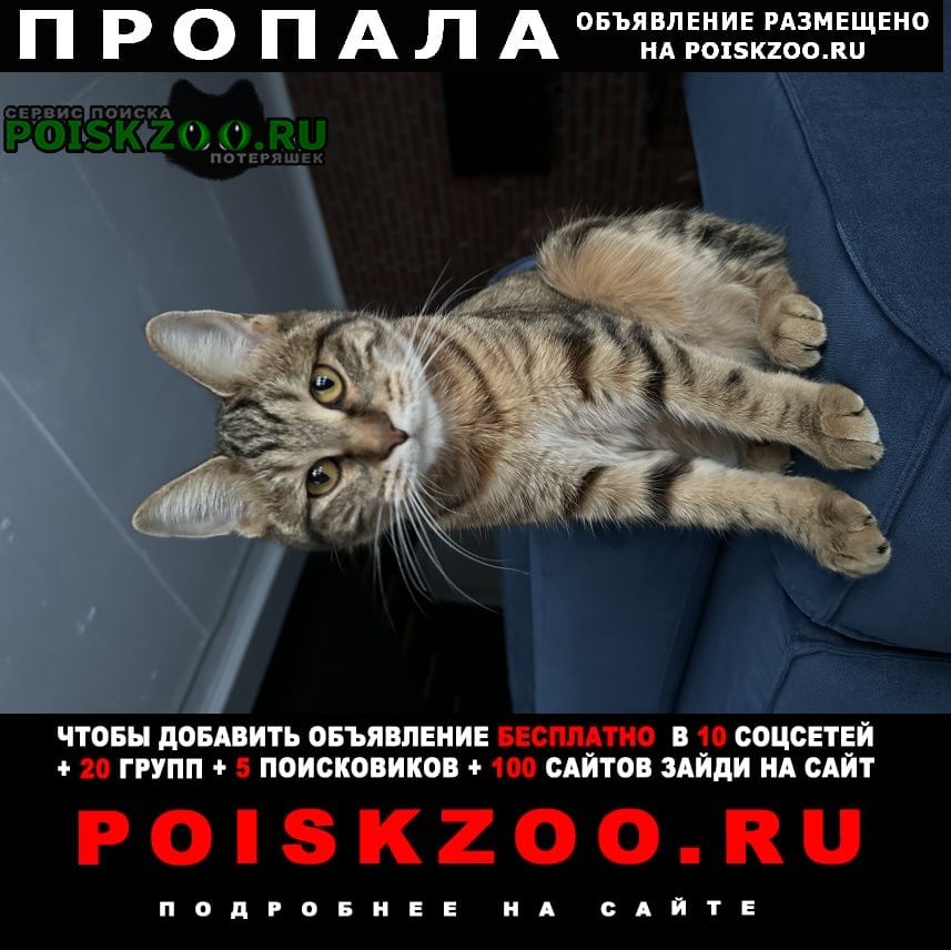 Иркутск Пропала кошка курильский бобтейл