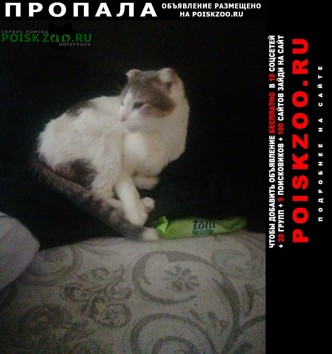 Москва Пропал кот мура