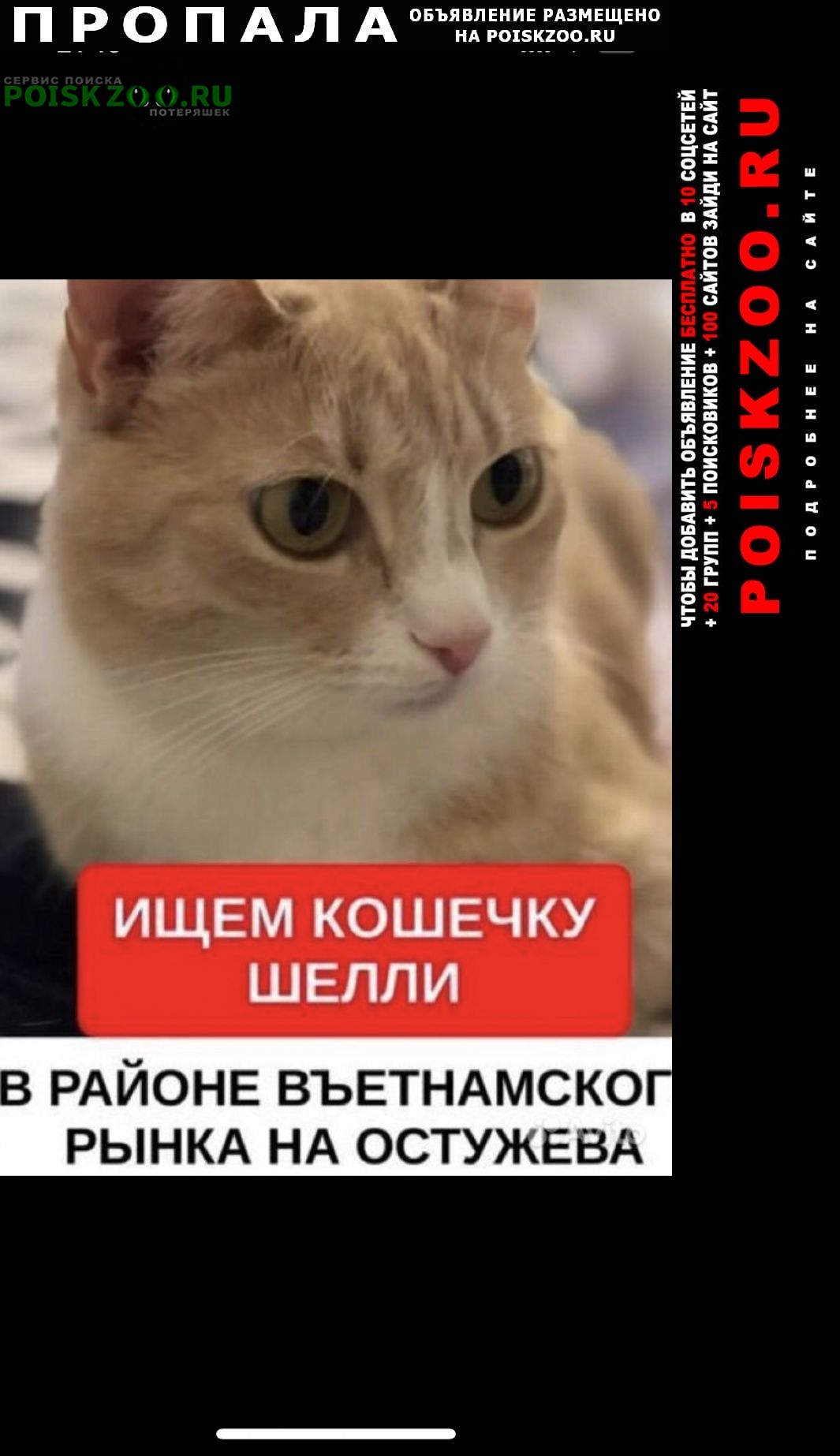 Воронеж Пропала кошка прошу сообщить информацию