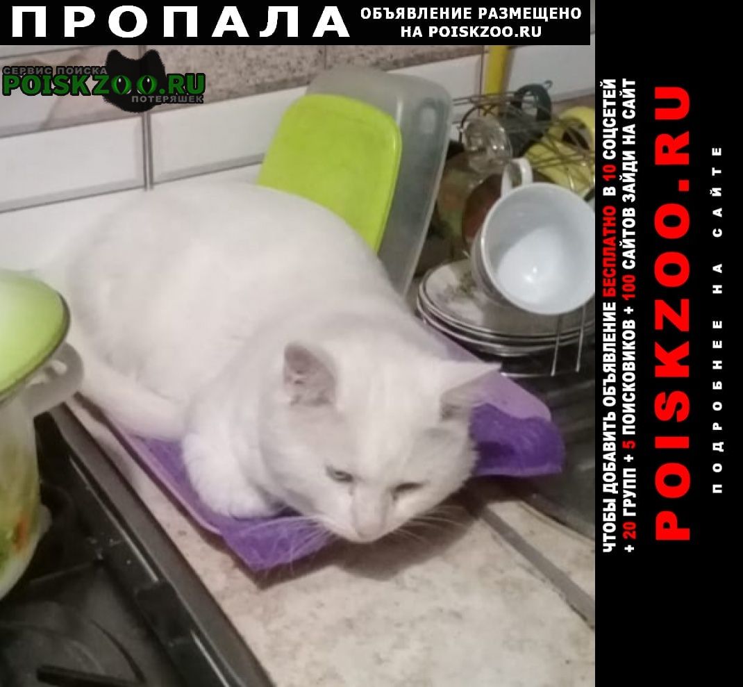 Крымск Пропал кот