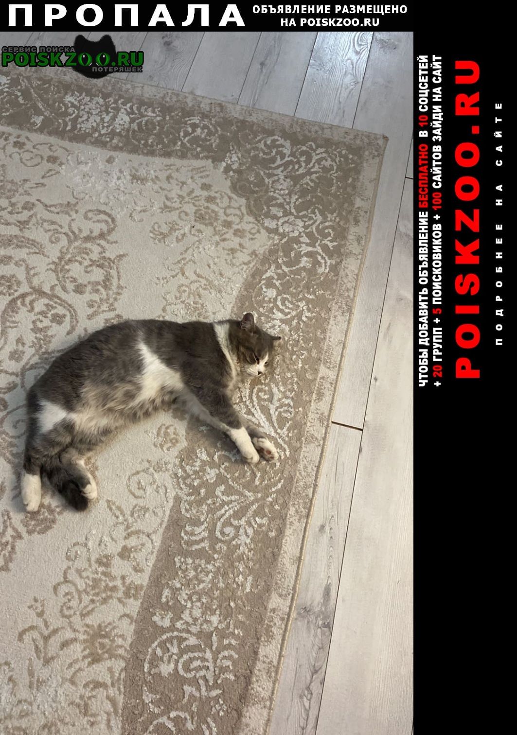 Пропал кот кличка смоки Актобе (Актюбинск)