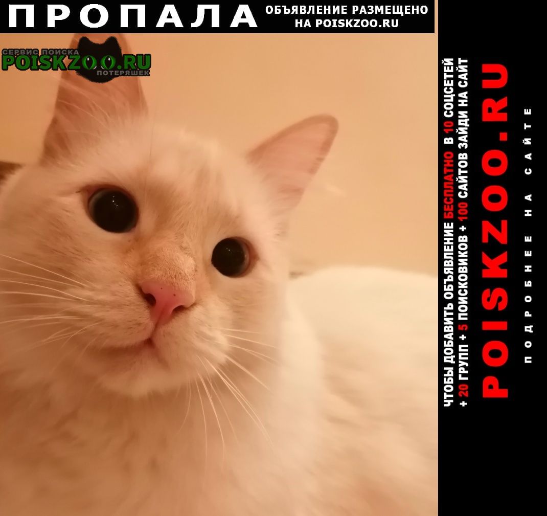 Пропал кот Новороссийск
