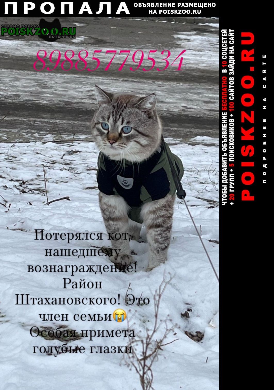 Ростов-на-Дону Пропал кот