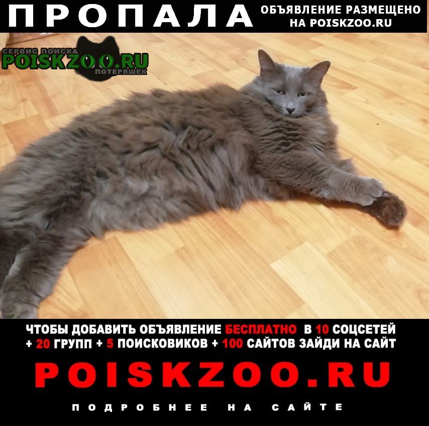 Пропала кошка серая, длинношерстная, зовут буся, домашняя Кирово-Чепецк