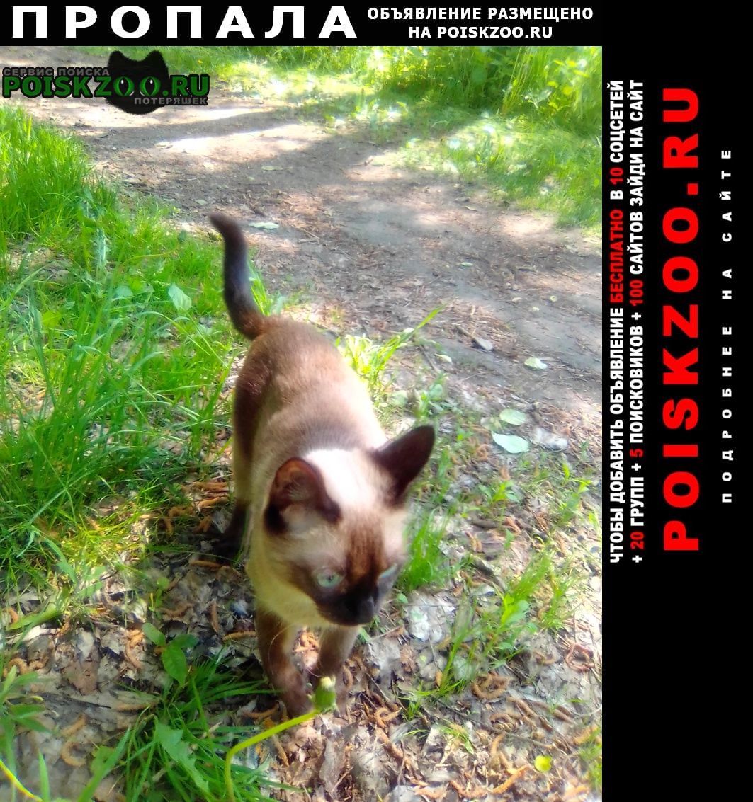 Пропала кошка потерялась кошка марта, тайская Ярославль