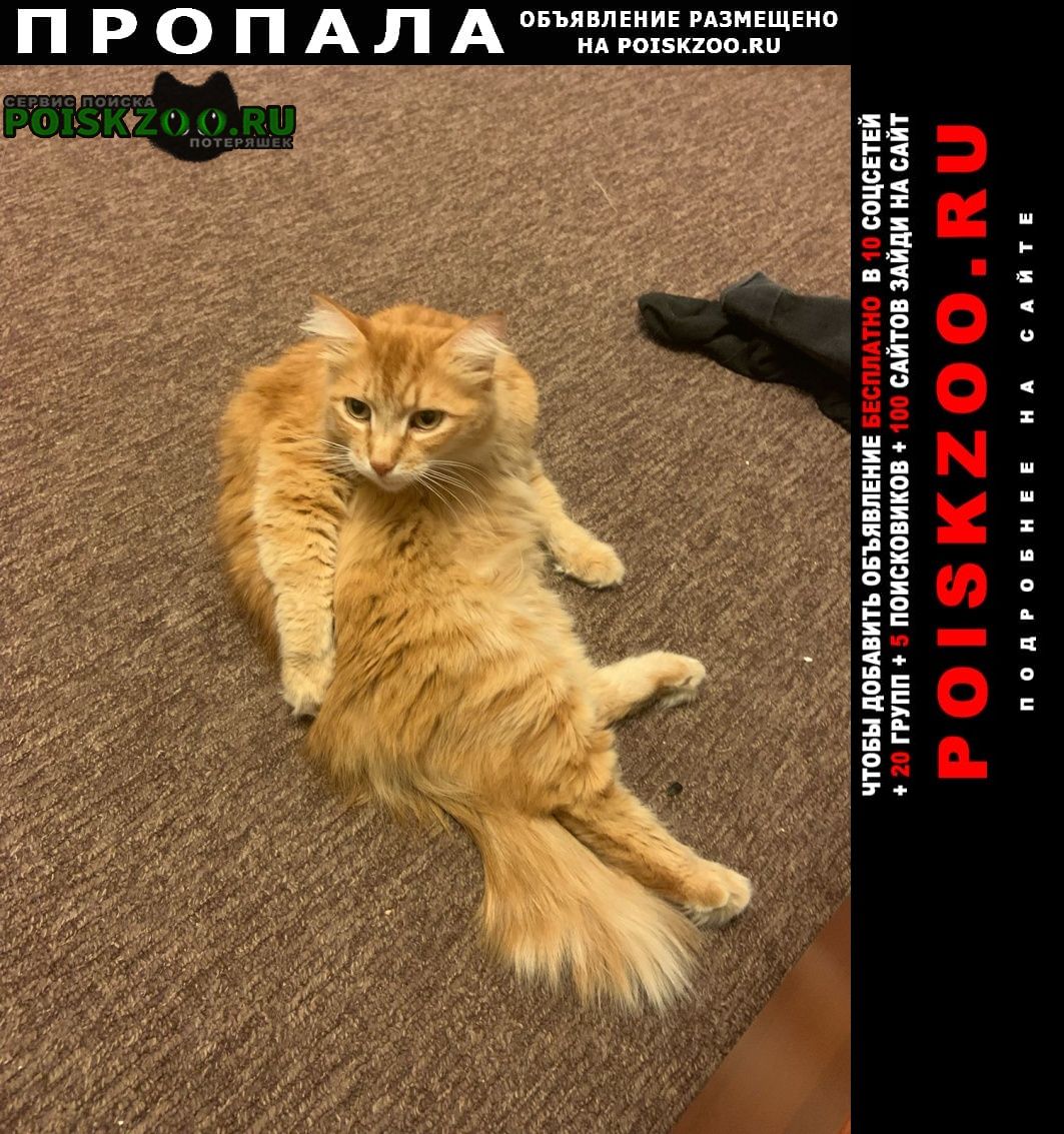Арамиль Пропал кот в п. рыжий кот
