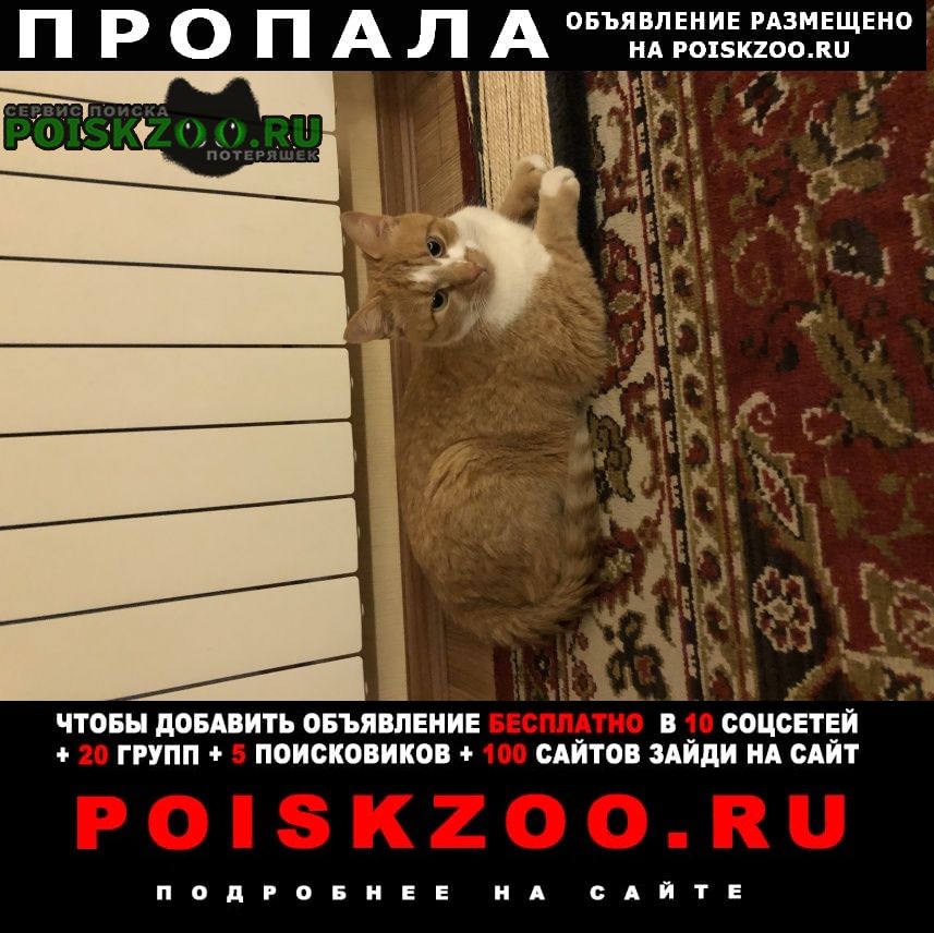 Пропал кот помогите найти Ростов-на-Дону