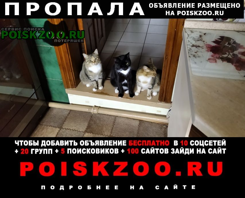 ���� ������ ���