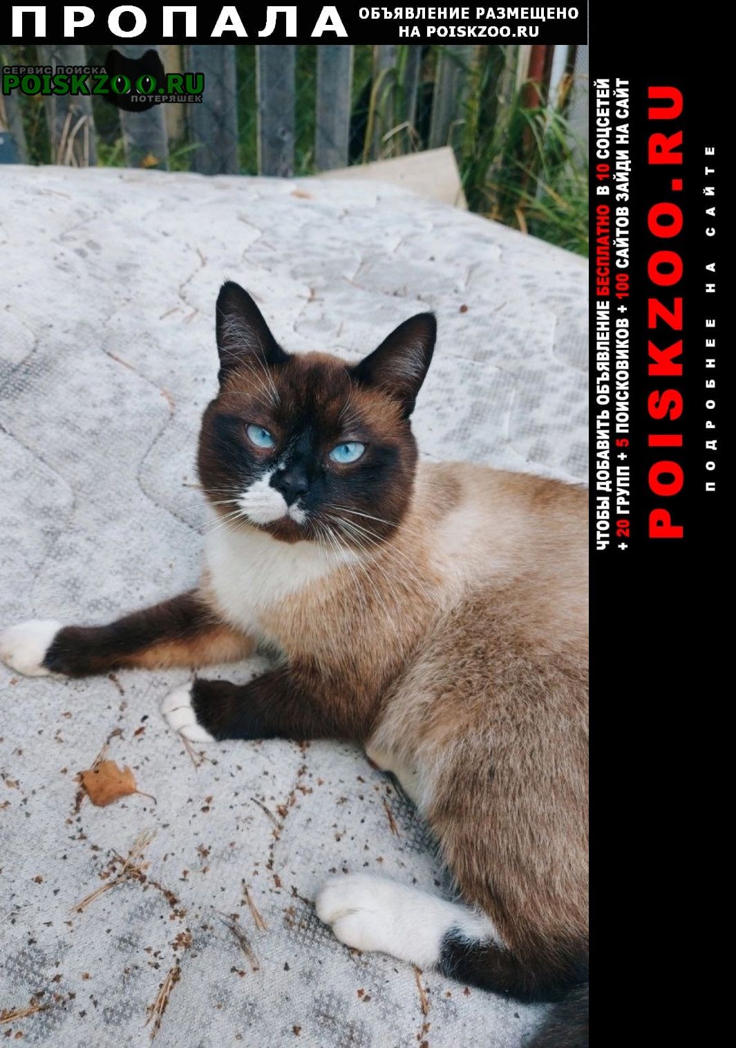 ���� ������ ���