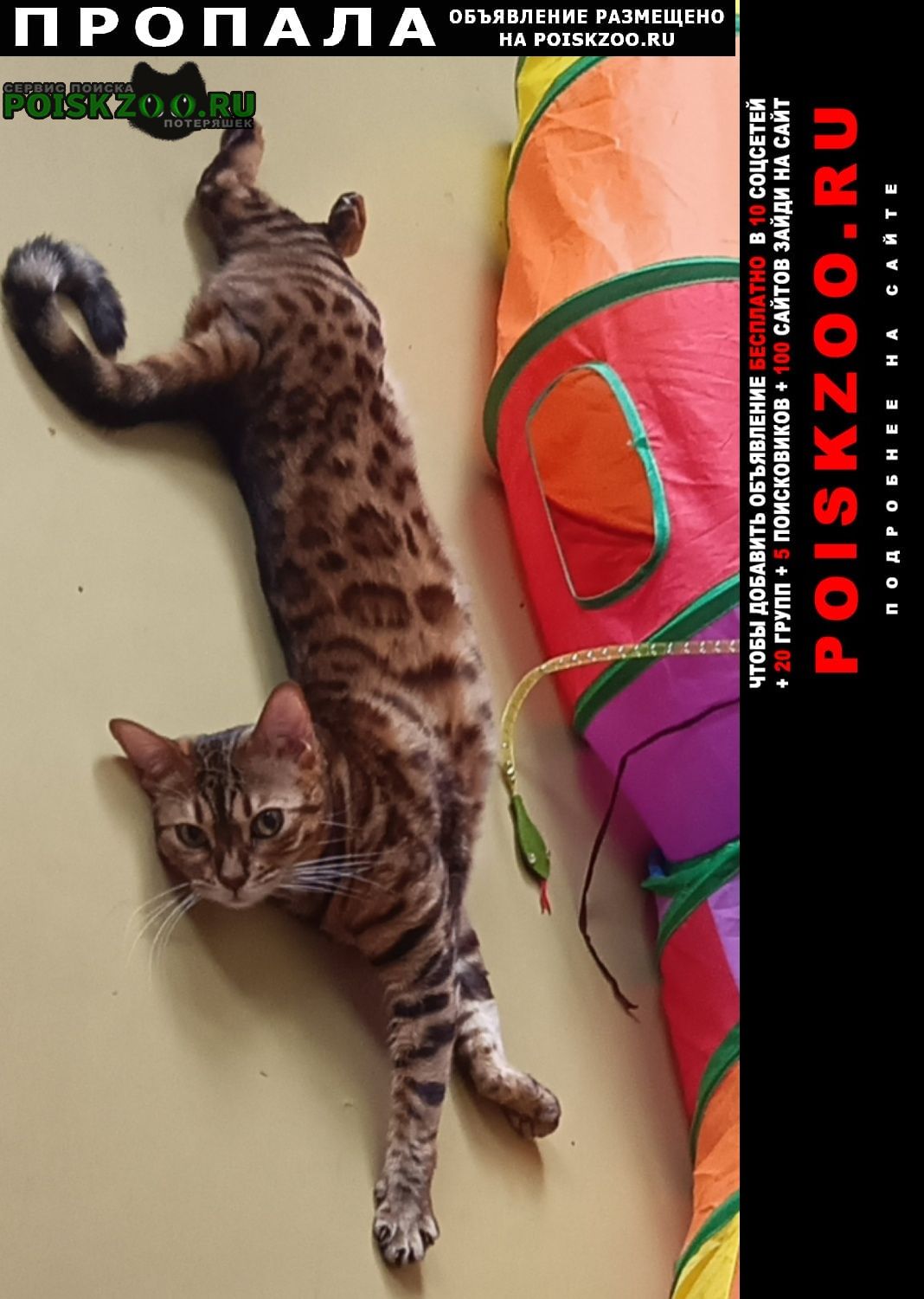 ���� ������� ����� ���, 29 �������