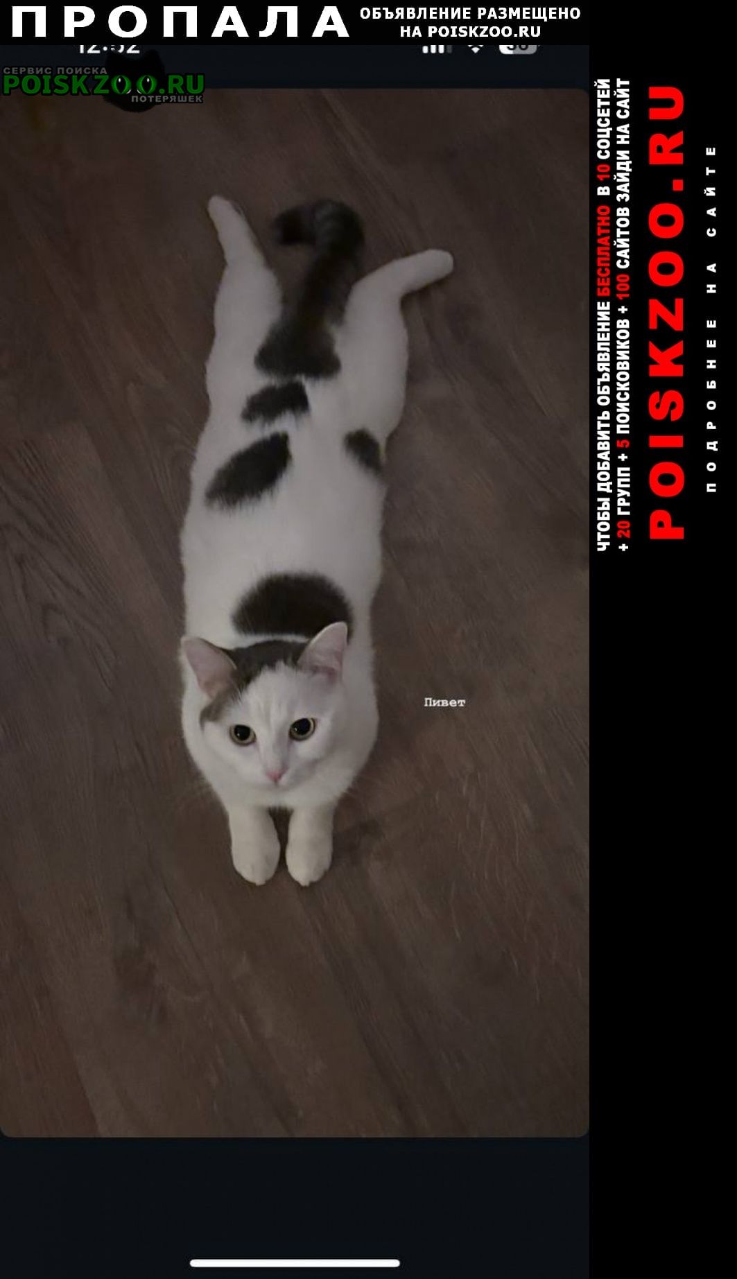 ���� ������� �����