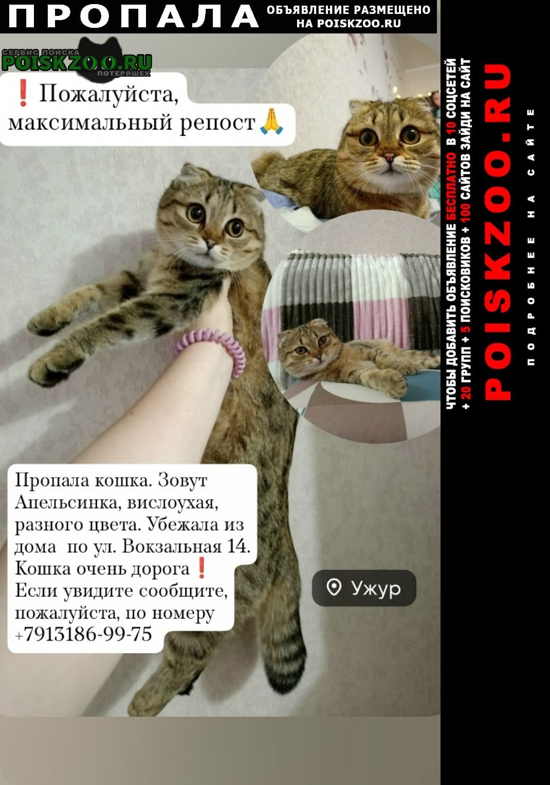 ���� ������� �����