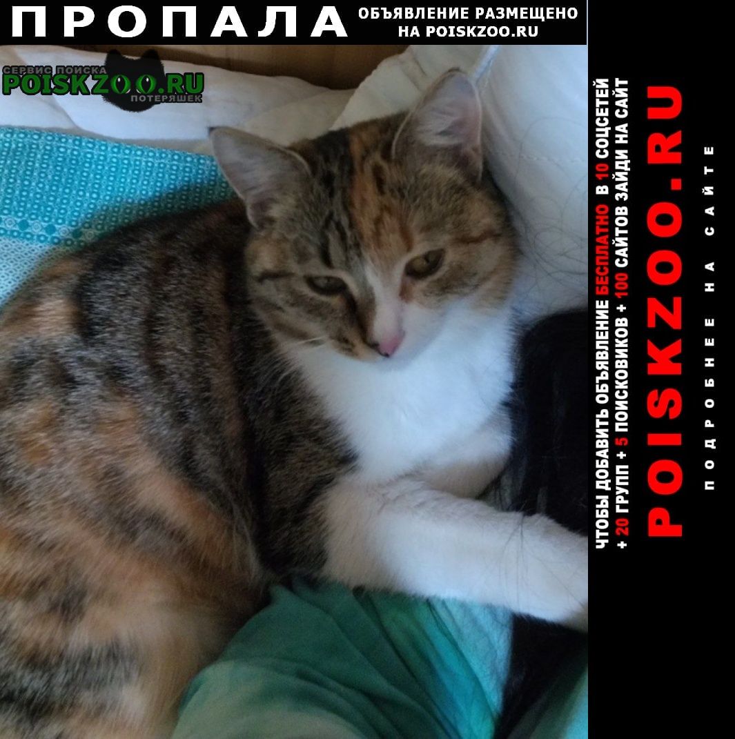 ���� ������� �����