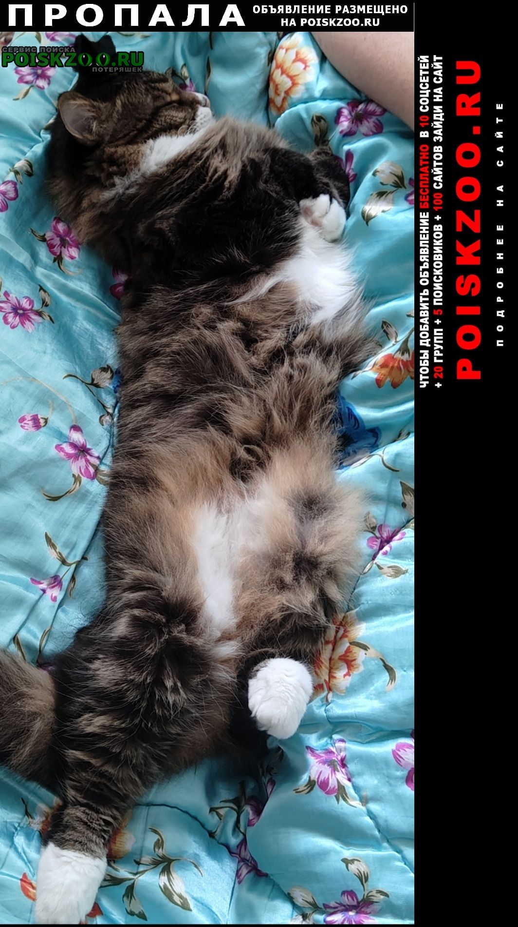 ���� ������ ���