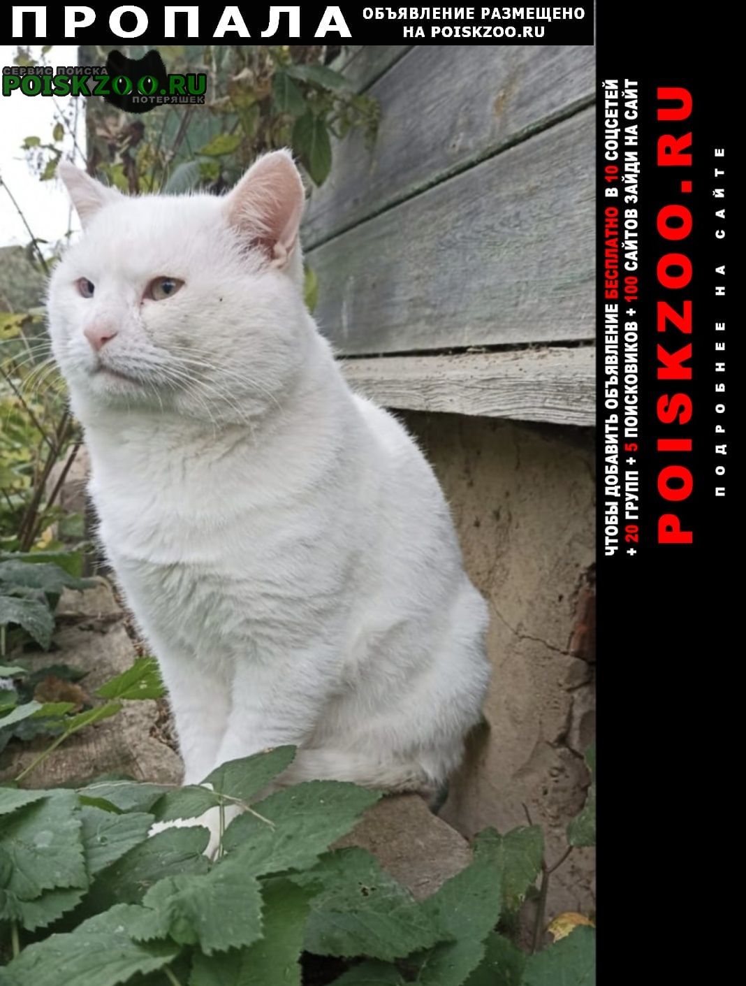 ���� ������ ���