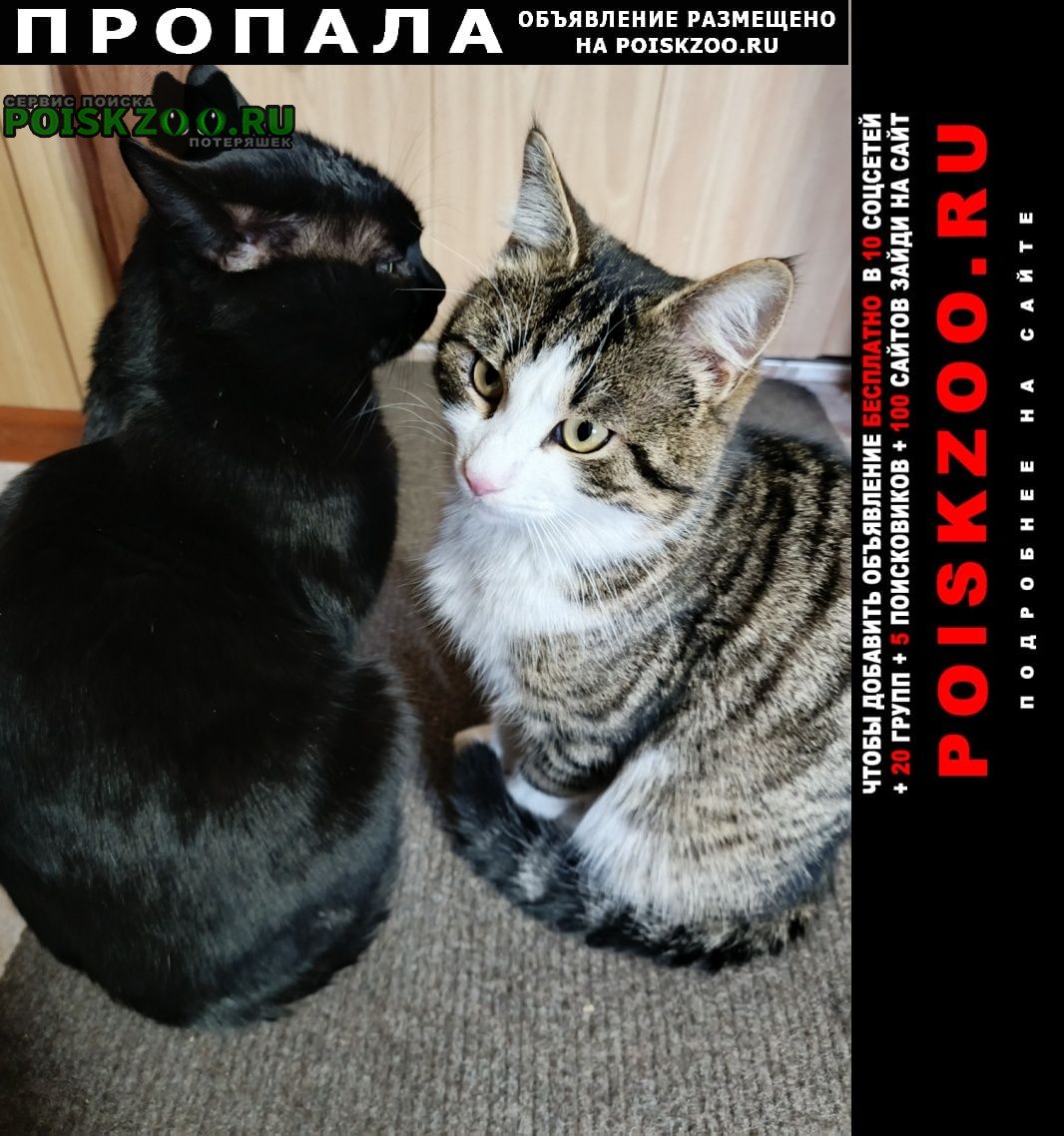 ���� ������ ���