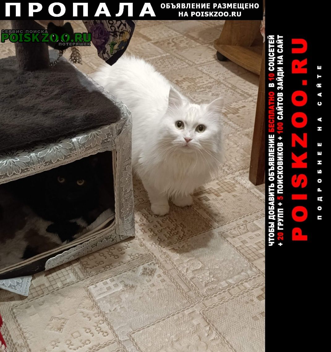 ���� ������� �����