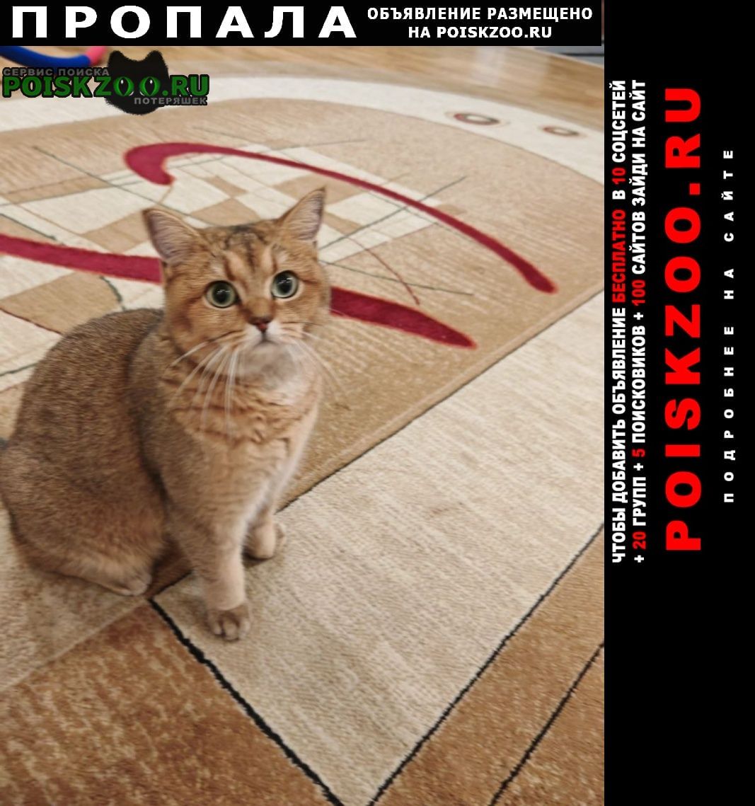 ���� ������� �����