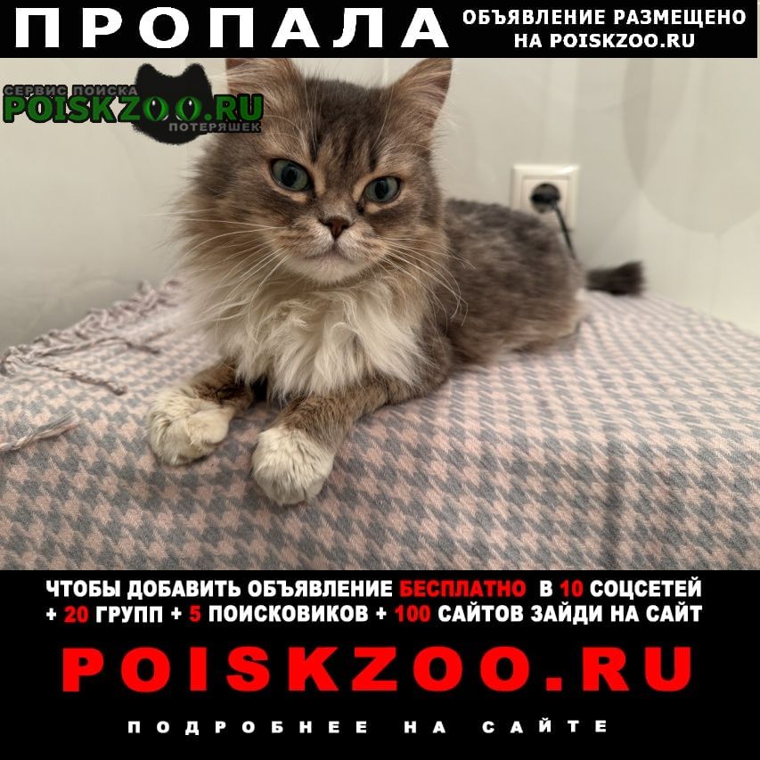 ���� ������� �����