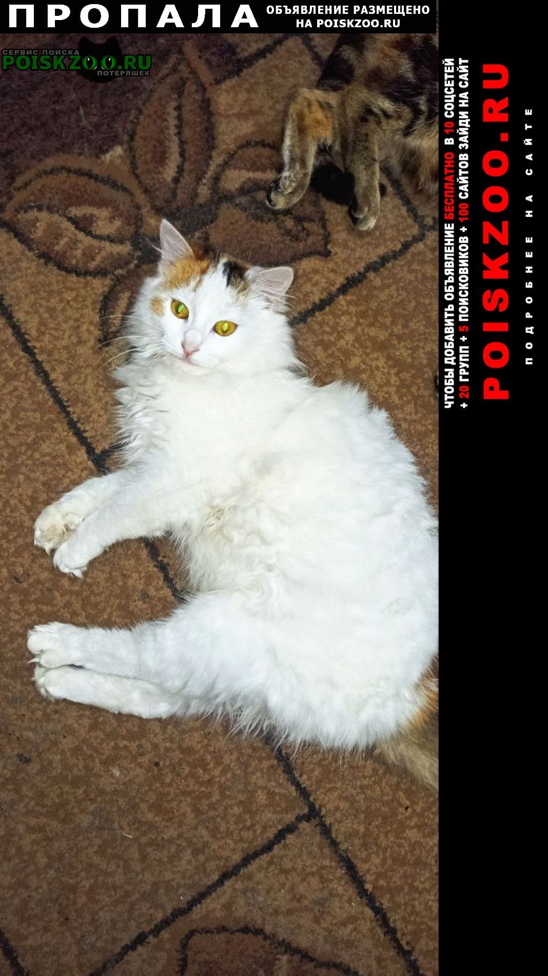 ���� ������� �����