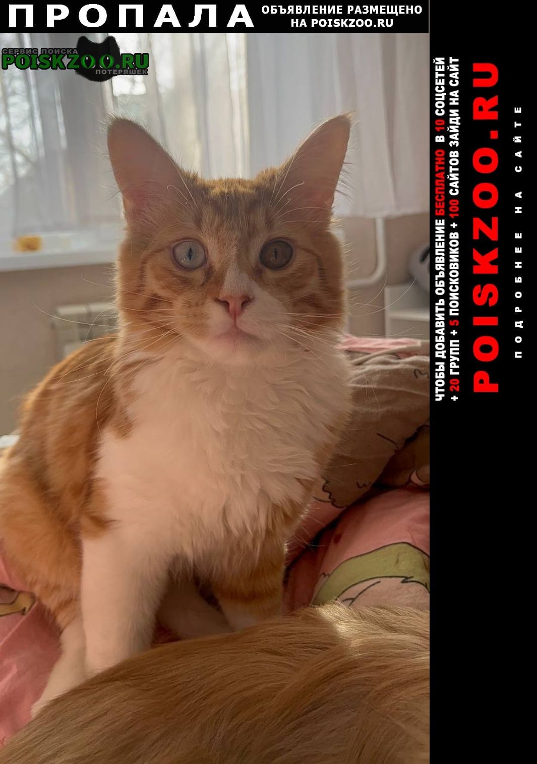 ���� ������� �����