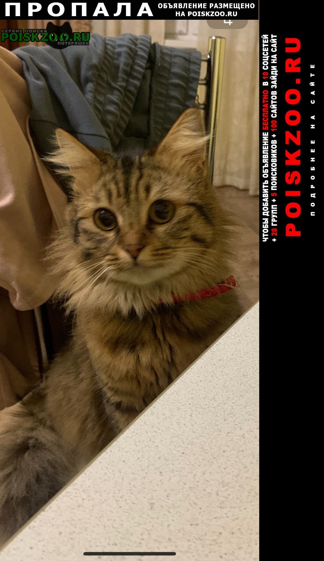 ���� ������ ���