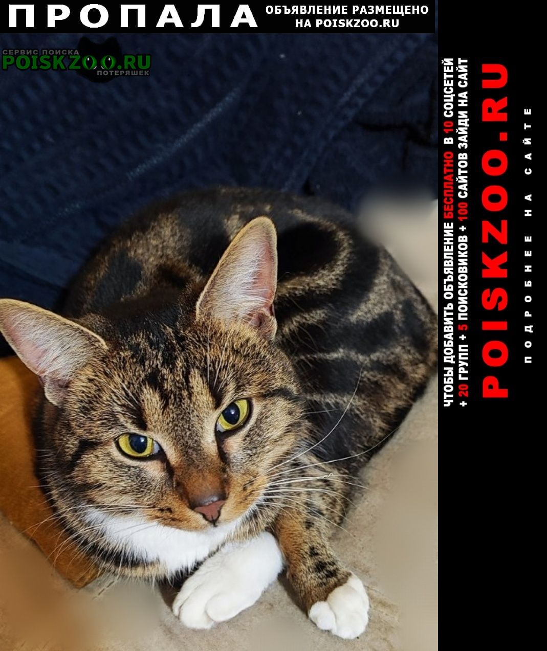 ���� ������ ���