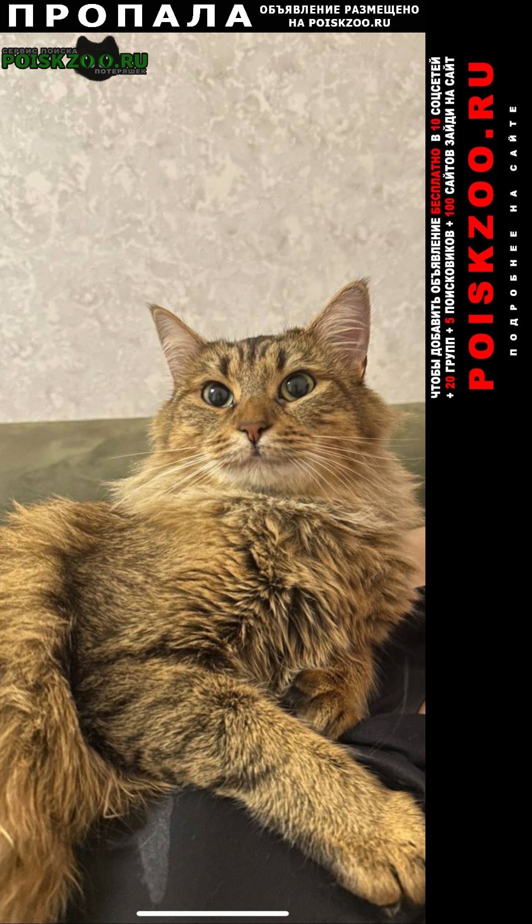 ���� ������� �����