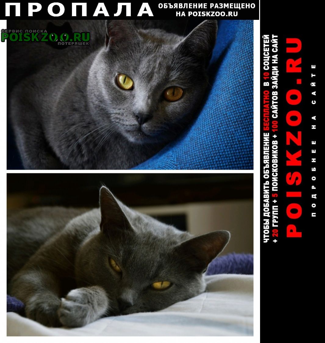 ���� ������� �����