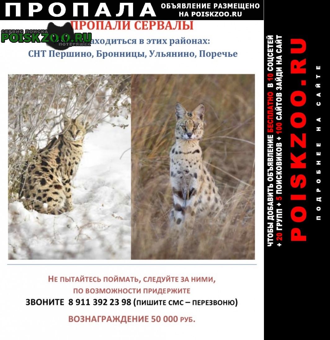 ���� ������ ��� � �������