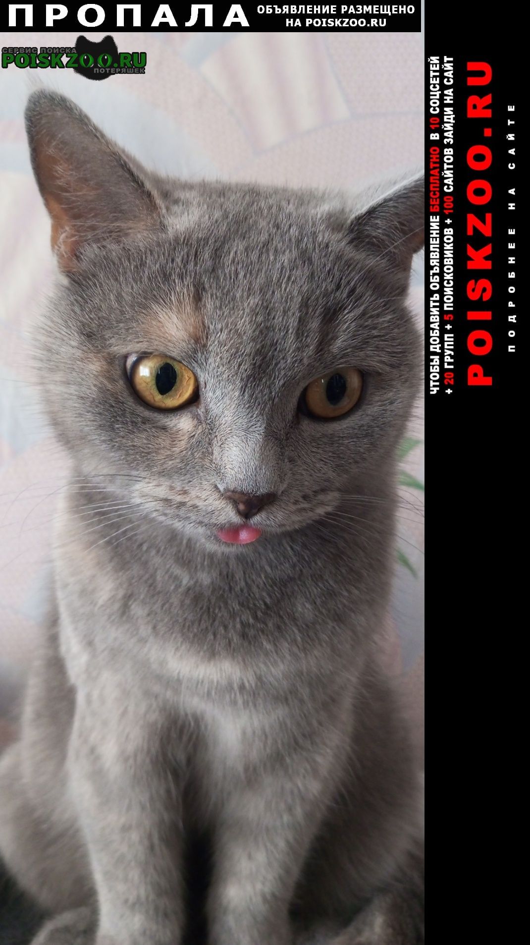 ���� ������� �����