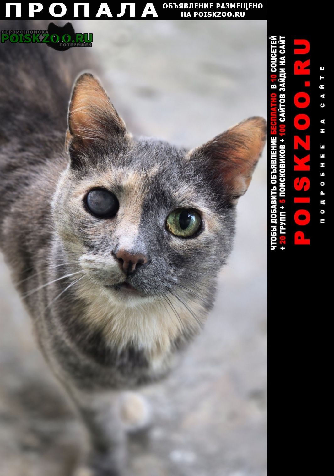 ���� �������� �����