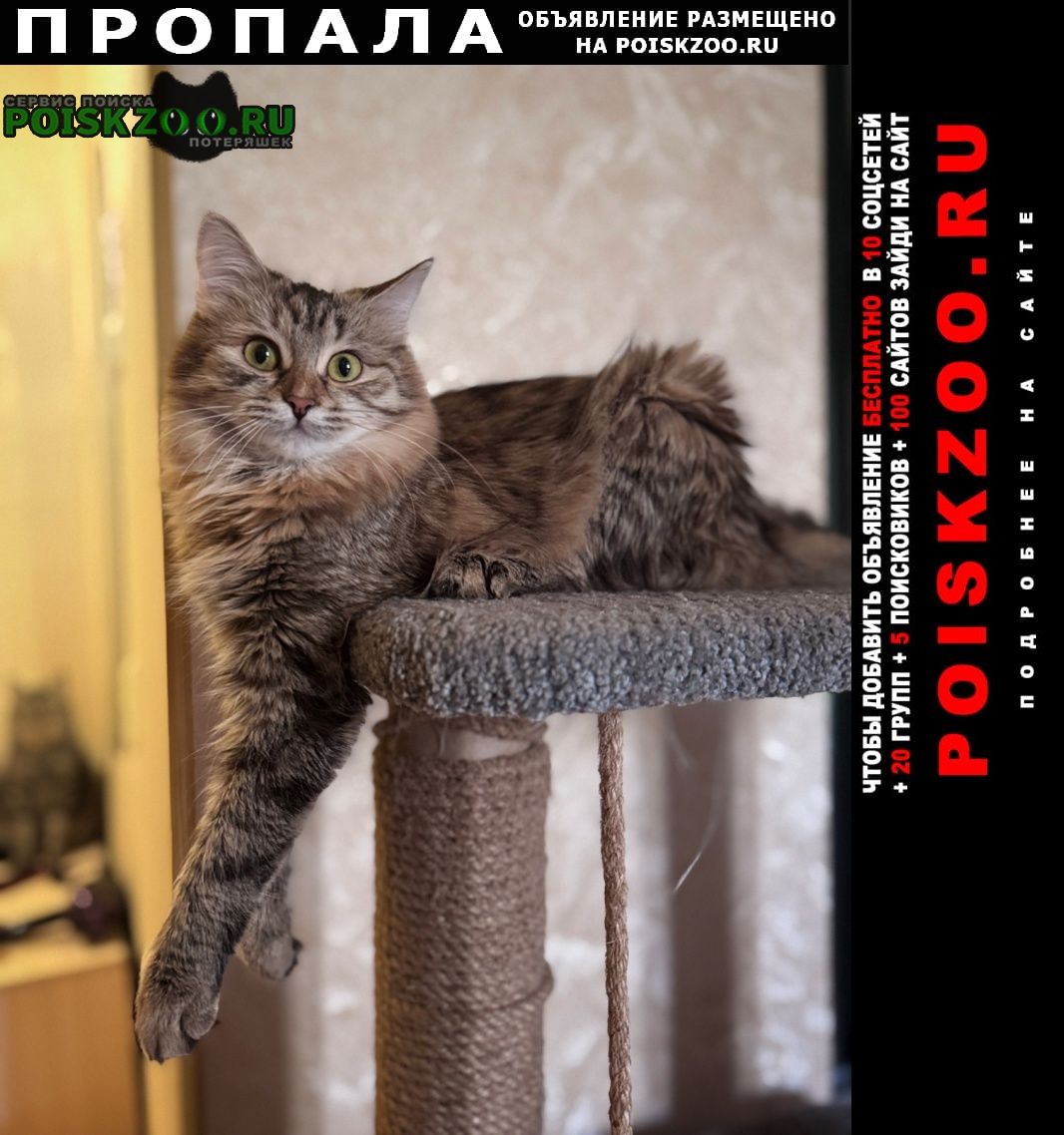 ���� ������� �����, ������������